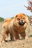 CHOW CHOW 164